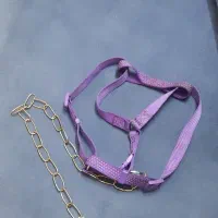 قلاده|لوازم جانبی حیوانات|تهران, استخر|دیوار