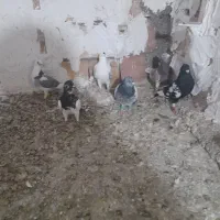 کبوتر.زدو خردی