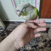 گرینچک