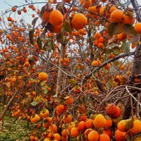 میوه خرمالو