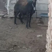 میش افشاری چهار دندون شیری