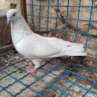 کبوتر  ماده