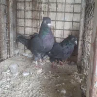 کبوتر گرو نسل دونسته|پرنده|صباشهر, |دیوار