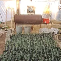 بخاری گلخانه