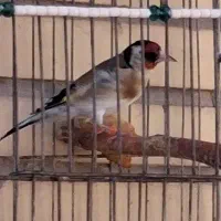 عروس هلندی سخنگو