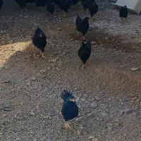 نیمچه بارنولدر