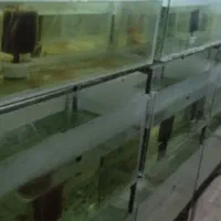 اکواریوم سالنی پایه ماهی