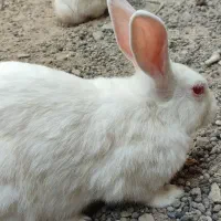 تعداد خرگوش سفید