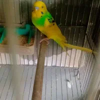 مرغ عشق با جوجه|پرنده|رشت, پستک|دیوار