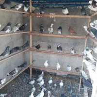 کبوترهای خوش خال دهنجور