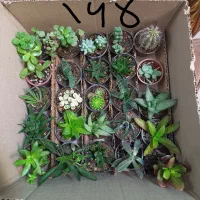 پک کاکتوس سایز ۶ و ۸ انواع گل و ساکولنت زامفولیا|گل و گیاه طبیعی|مشهد, الهیه|دیوار