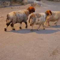 میش آبستن بختیاری
