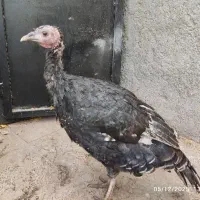 دو عدد بوقلمون و ۳ عدد خروس گلین|حیوانات مزرعه|کرمان, |دیوار