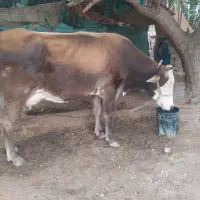 گاووگوساله سیمنتال|حیوانات مزرعه|باوی, |دیوار