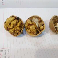 خرید بدون واسطه گردو|خوردنی و آشامیدنی|تهران, شارق|دیوار