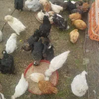 مرغ و خروس جوجه