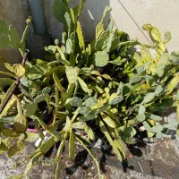 کاکتوس بزرگ (آپونتیا)میوه دار