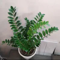 زاموفیلیا بسیار بزرگ و آگلونما زیبا هدیه روز مادر|گل و گیاه طبیعی|اصفهان, جوزدان الیادران|دیوار