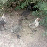 باسلام ۷ عدد جوجه محلی بفروش می‌رسد