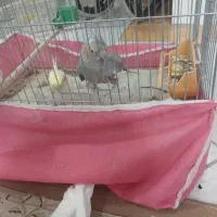 عروس هلندی نر و ماده ای