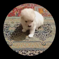 نر ماده.|سگ|شهریار, شهریار|دیوار