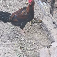 خروس گلین|پرنده|شازند, |دیوار