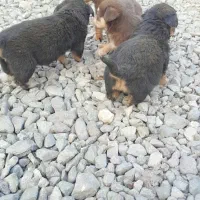 سگ پاه کوتاه|سگ|لاهیجان, بازکیاگوراب|دیوار