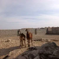 بره چینی|حیوانات مزرعه|زیرکوه, |دیوار