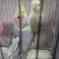 عروس هلندی|پرنده|قم, در بهشت|دیوار