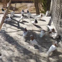 کبوتر رنگی|پرنده|تاکستان, |دیوار