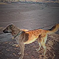 سگ گله|سگ|سبزوار, شرق کال شمالی|دیوار