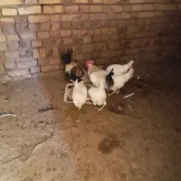 مرغ و خروس|پرنده|الوند, |دیوار