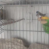 فنچ کرواتی و بنگالی