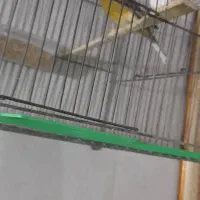 قناری نر|پرنده|رباط‌کریم, نصیرشهر|دیوار