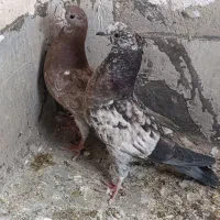 جوجه پرشی