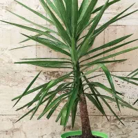 حراج گل و گیاه طبیعی