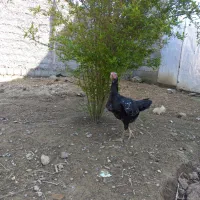 فروش حیوانات مزرعه