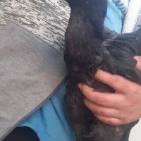 معاوضه مرغ لاری با قناری مست|پرنده|نهاوند, |دیوار