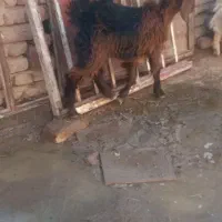 4عدد بزغاله