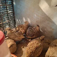 بلدرچین تخم گذار