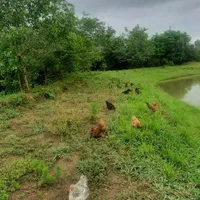 تخم مرغ محلی|خوردنی و آشامیدنی|رشت, پسیخان|دیوار