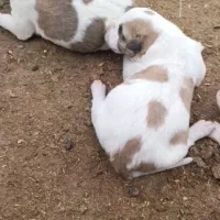 توله های آلابای