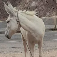 دوعدد الاغ جوان قوچاق