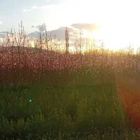 پیوندی