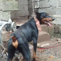 ۲ سگ نگهبان|سگ|آستانه اشرفیه, |دیوار