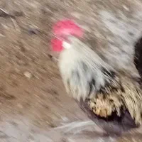 خروس لری اصل چهل تاج