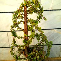 خانه وملک اجاره ای