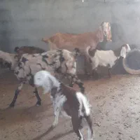 بز شیرده