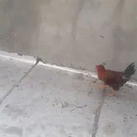خروس زیبا وجوان
