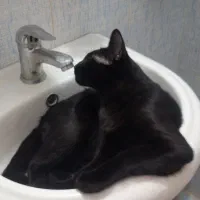 واگذاری بچه گربه سیاه|گربه|محمدیه-قزوین, |دیوار